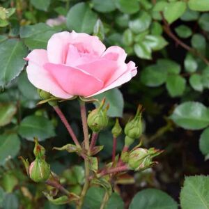 Rosa Bonica ('Meidomonac') (GC) ---